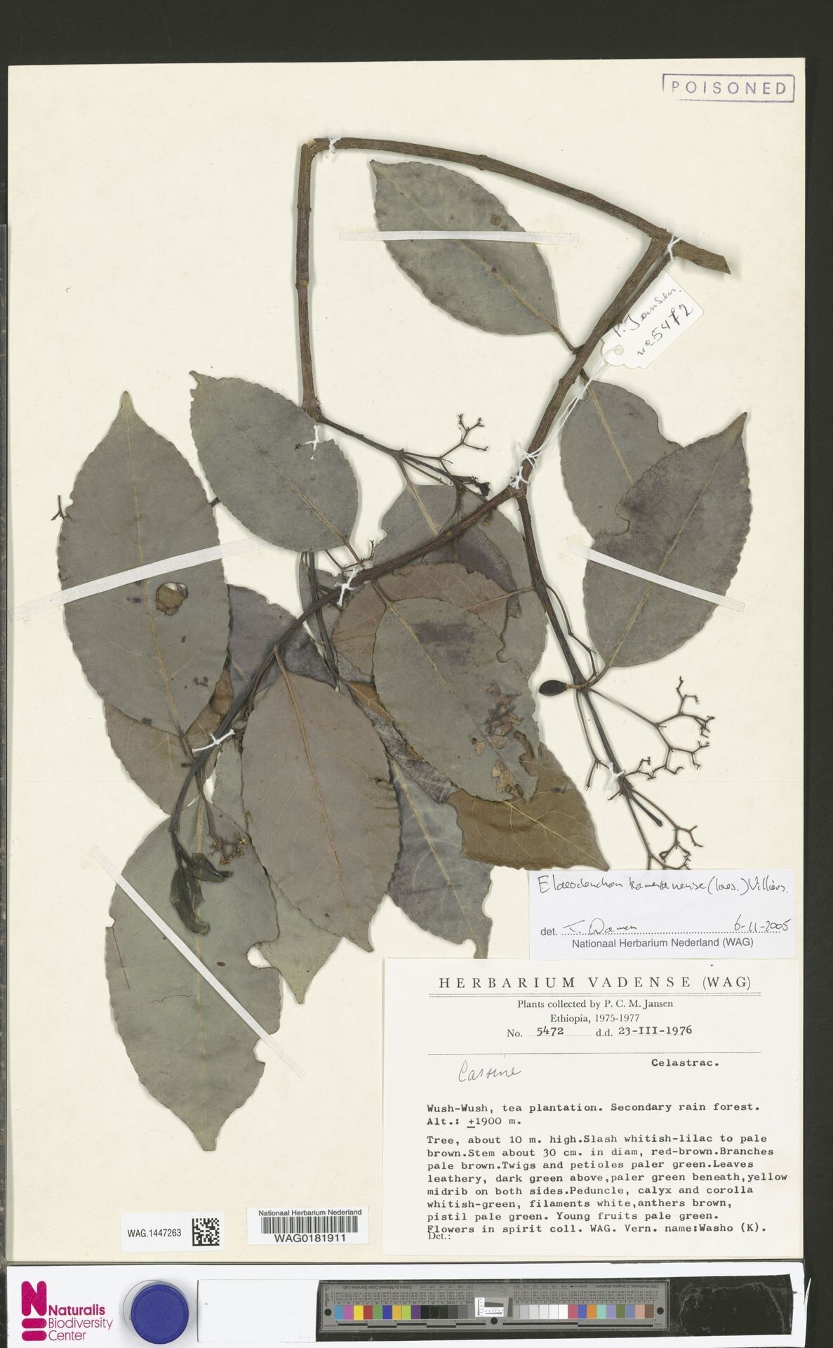 Elaeodendron kamerunense — search result for 'Elaeodendron'