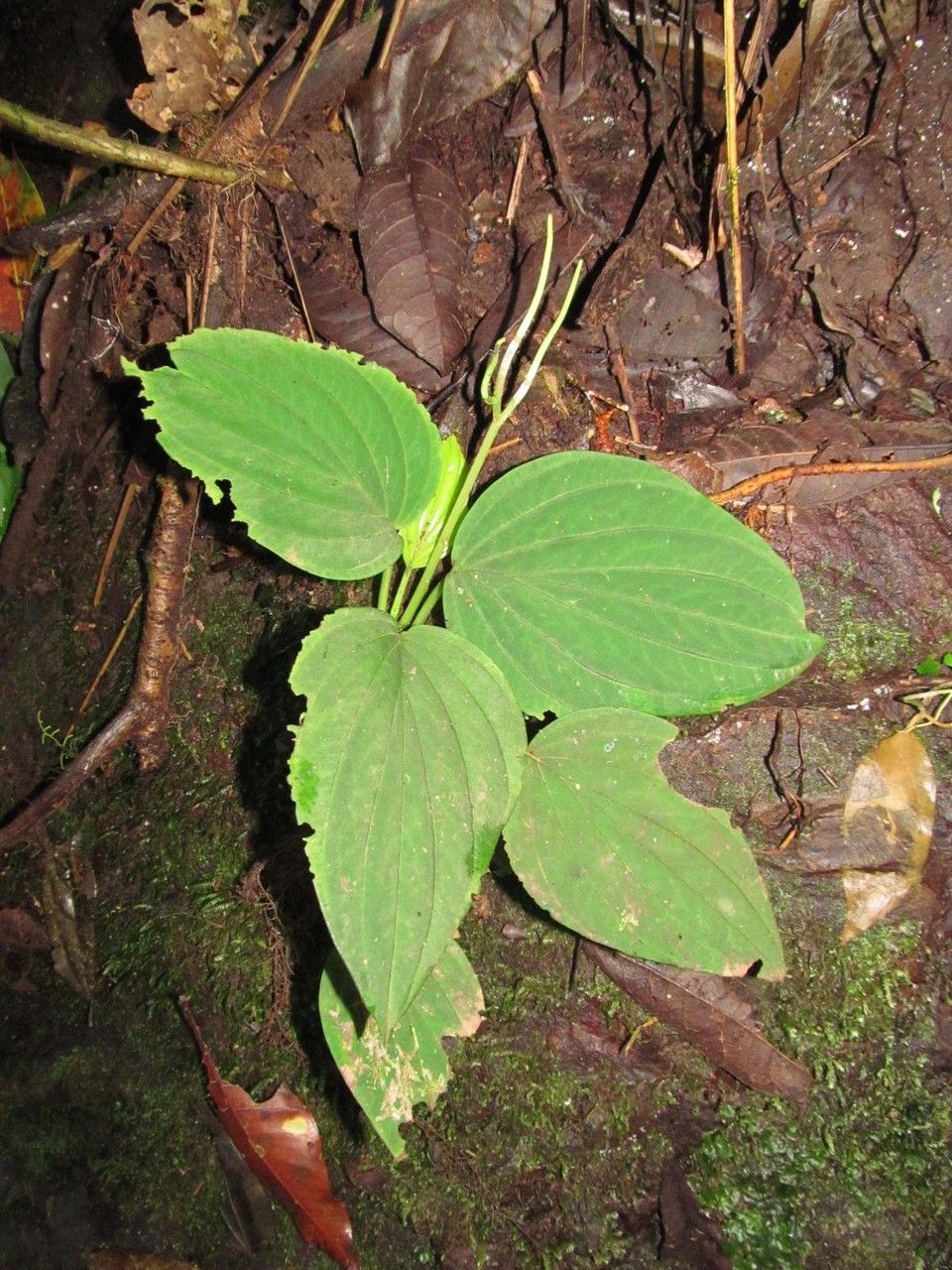 Peperomia syringifolia — houseplant care guide