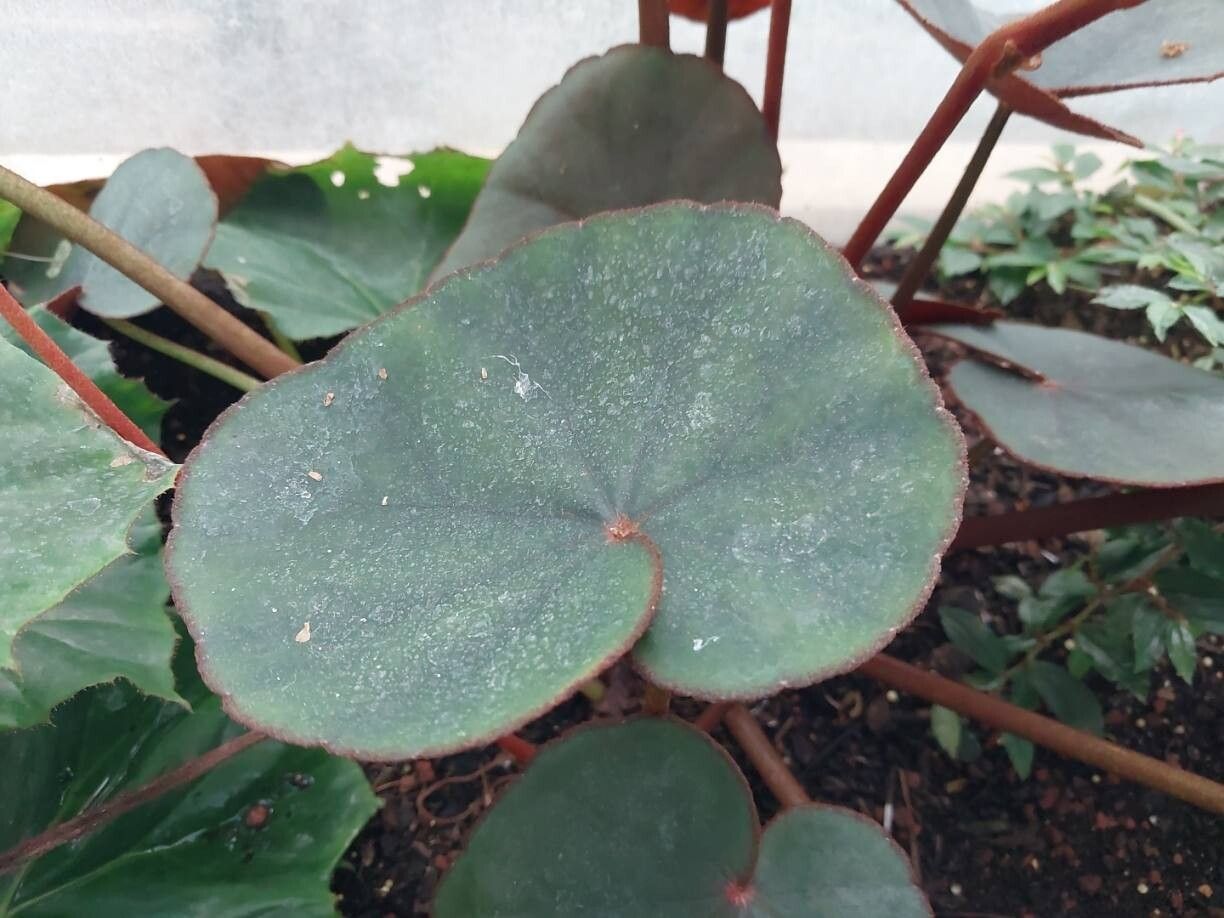 Begonia lyman-smithii leaf