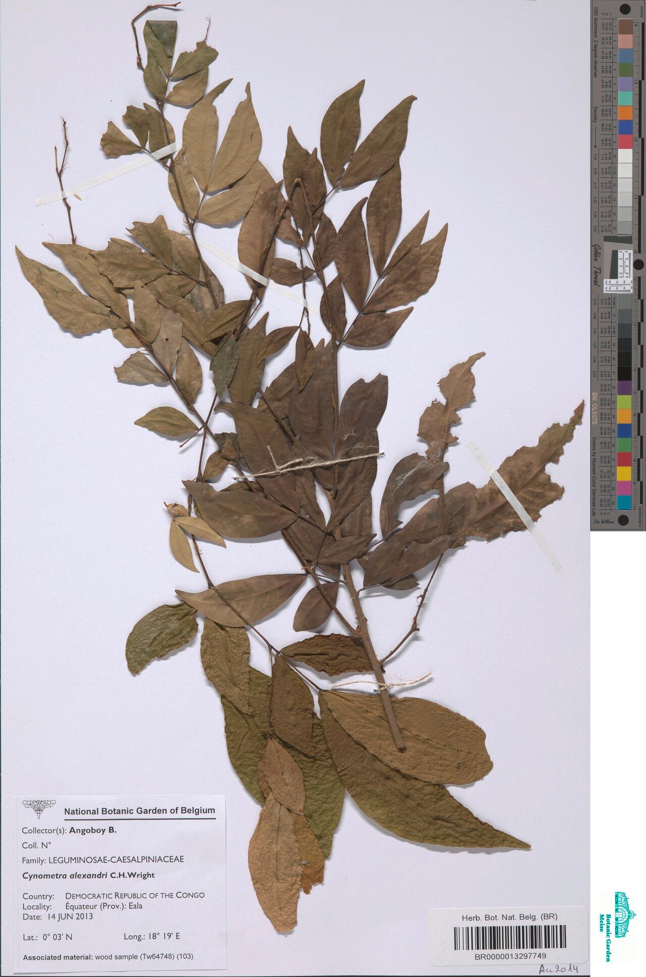 Cynometra alexandri other