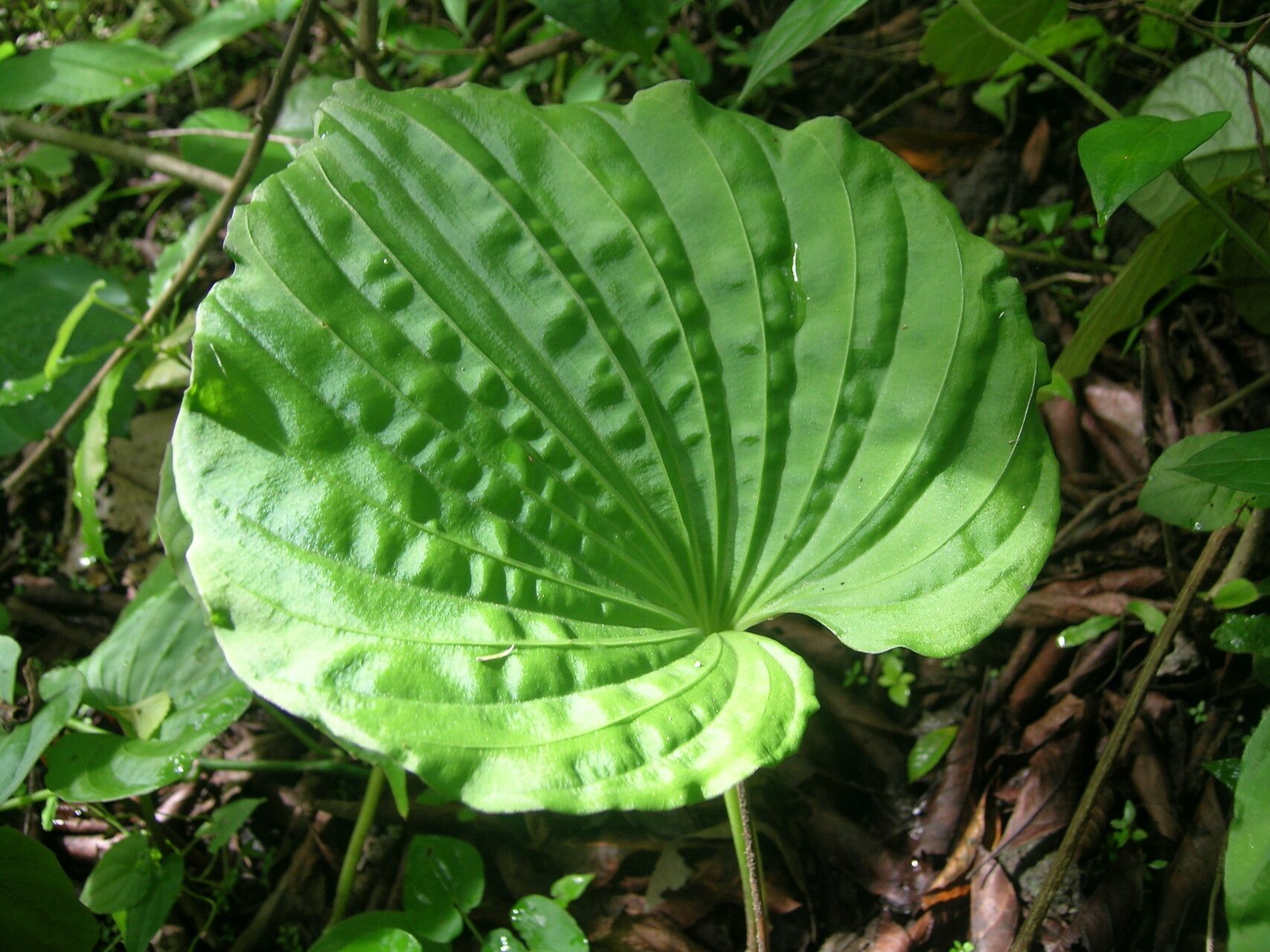 Nervilia bicarinata — related species from the same genus