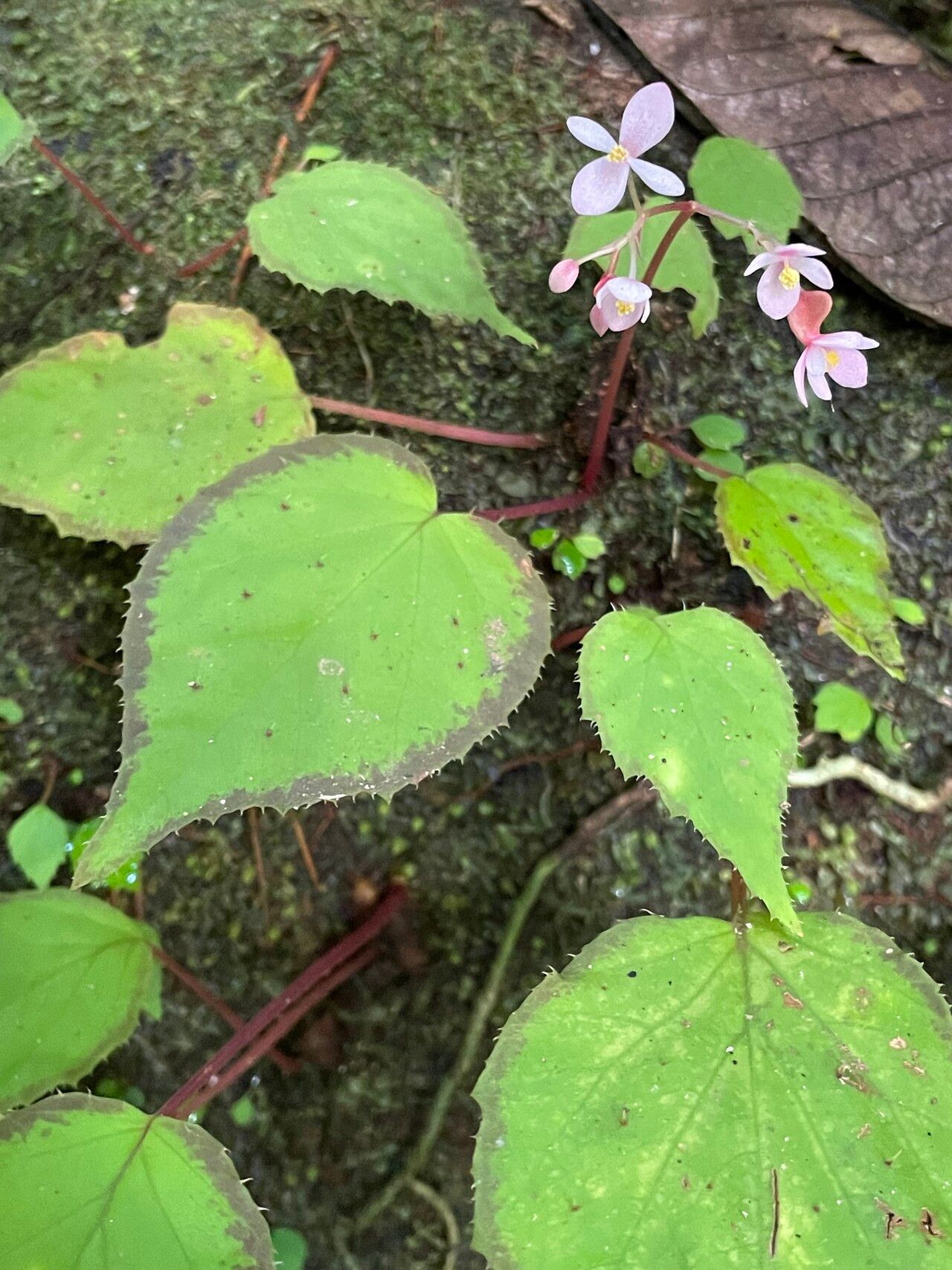Begonia erminea — houseplant care guide