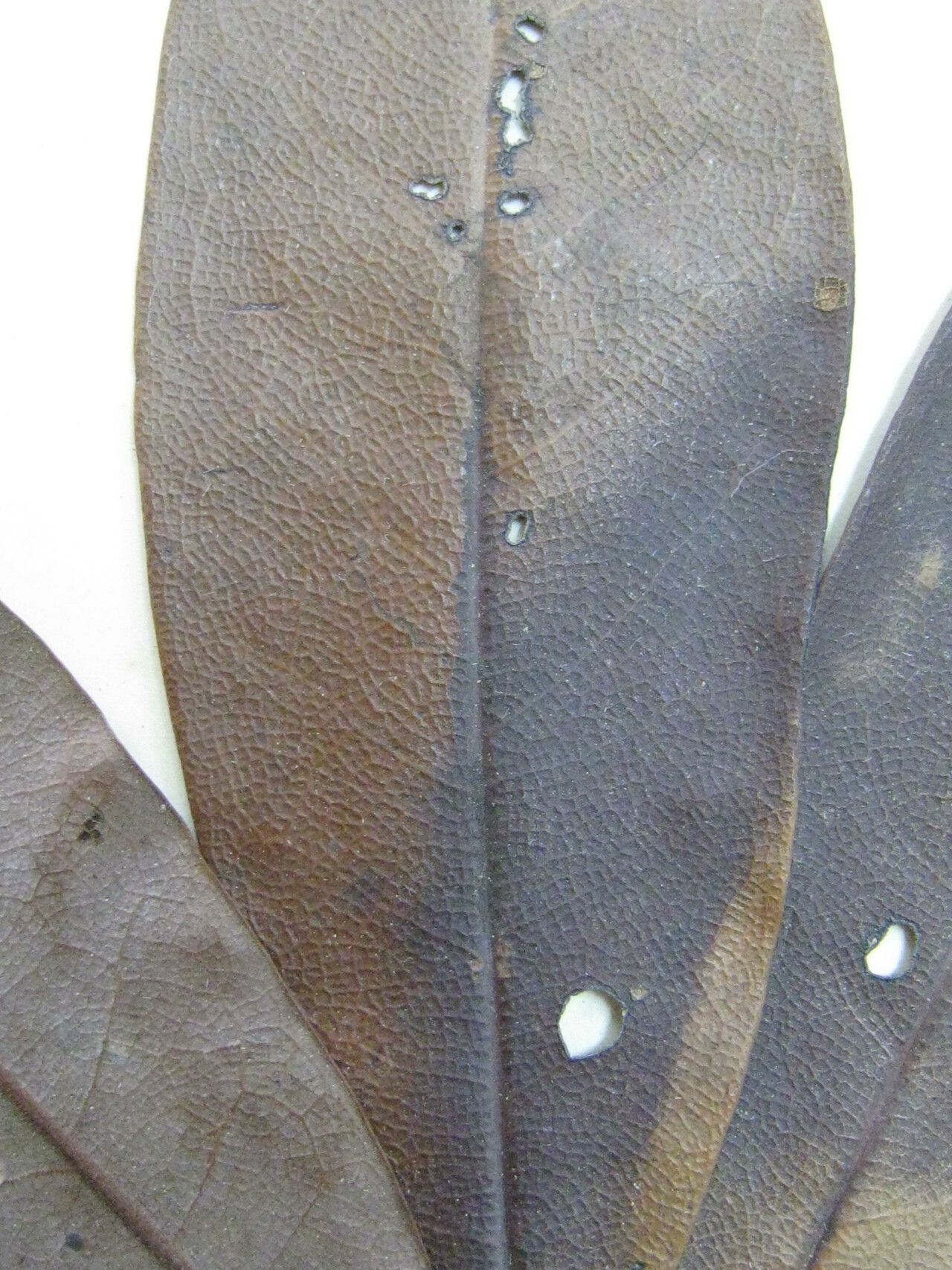 Ocotea canaliculata other