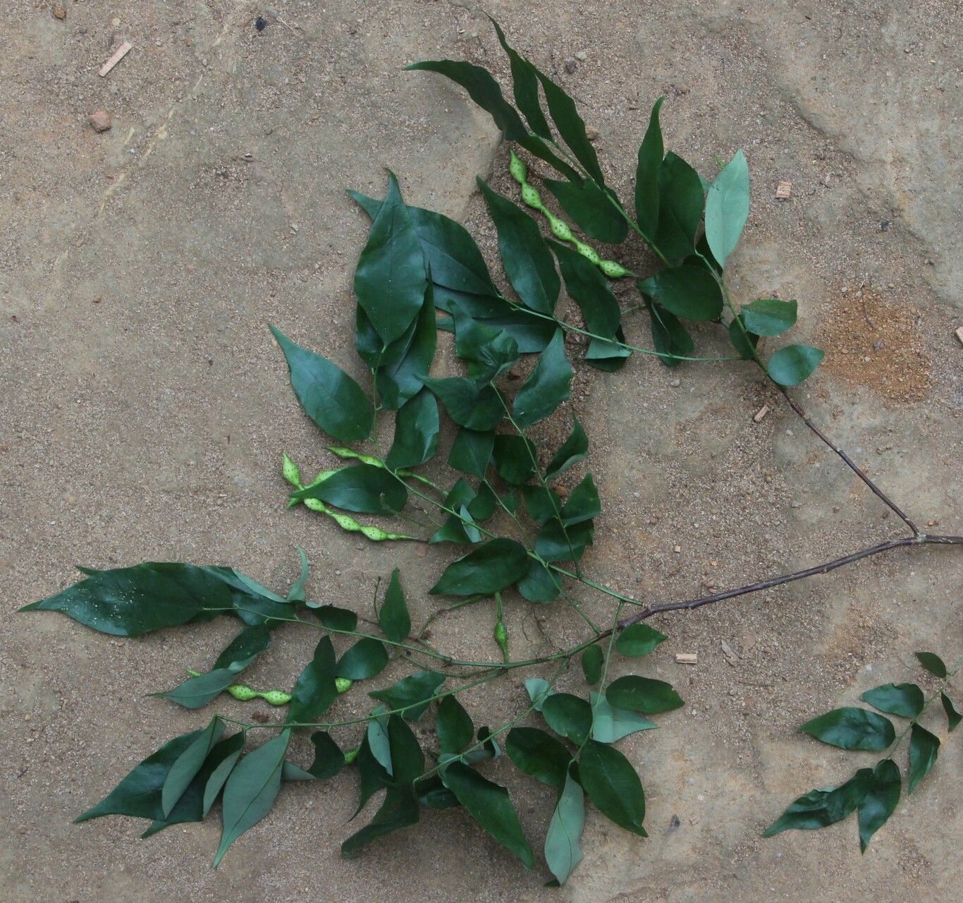 Ormocarpum megalophyllum habit