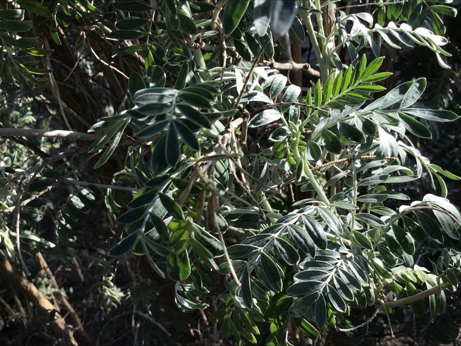 Anthyllis barba-jovis leaf