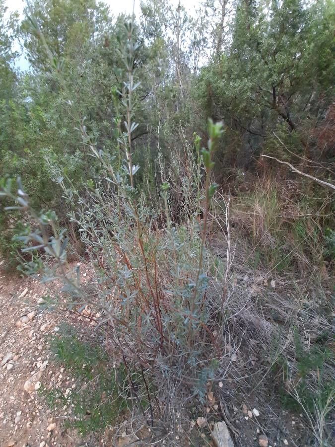 Dorycnium germanicum — related species from the same genus