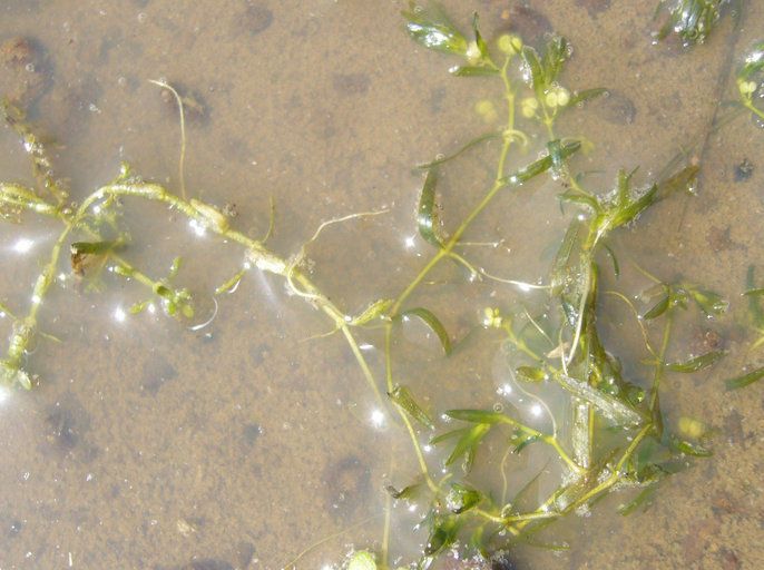 Callitriche fassettii — related species from the same genus