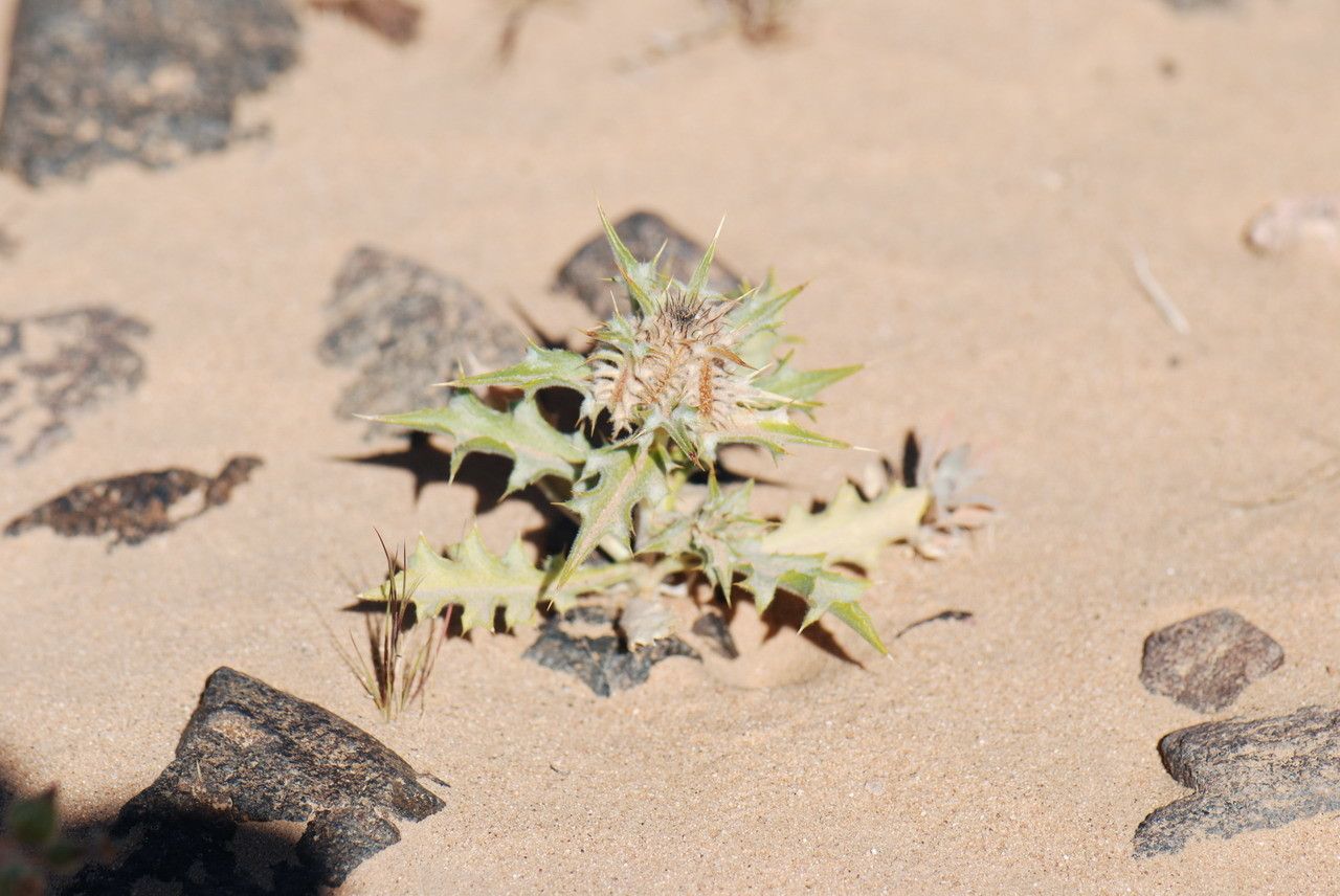 Atractylis babelii — related species from the same genus