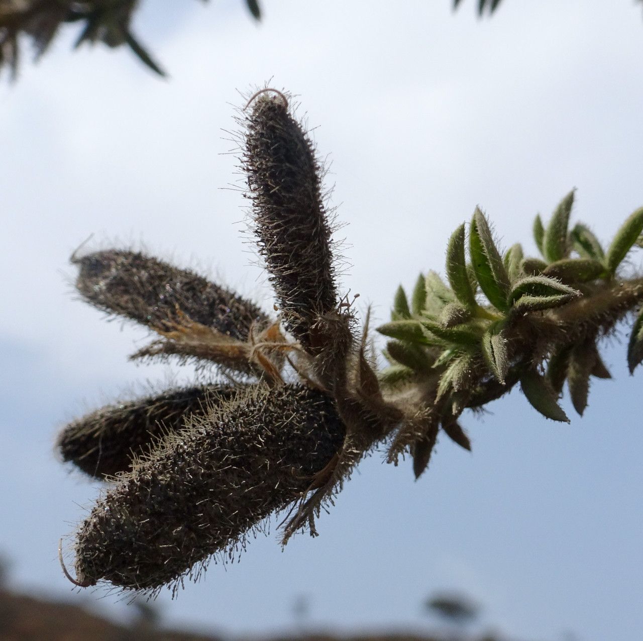 Adenocarpus mannii — houseplant care guide