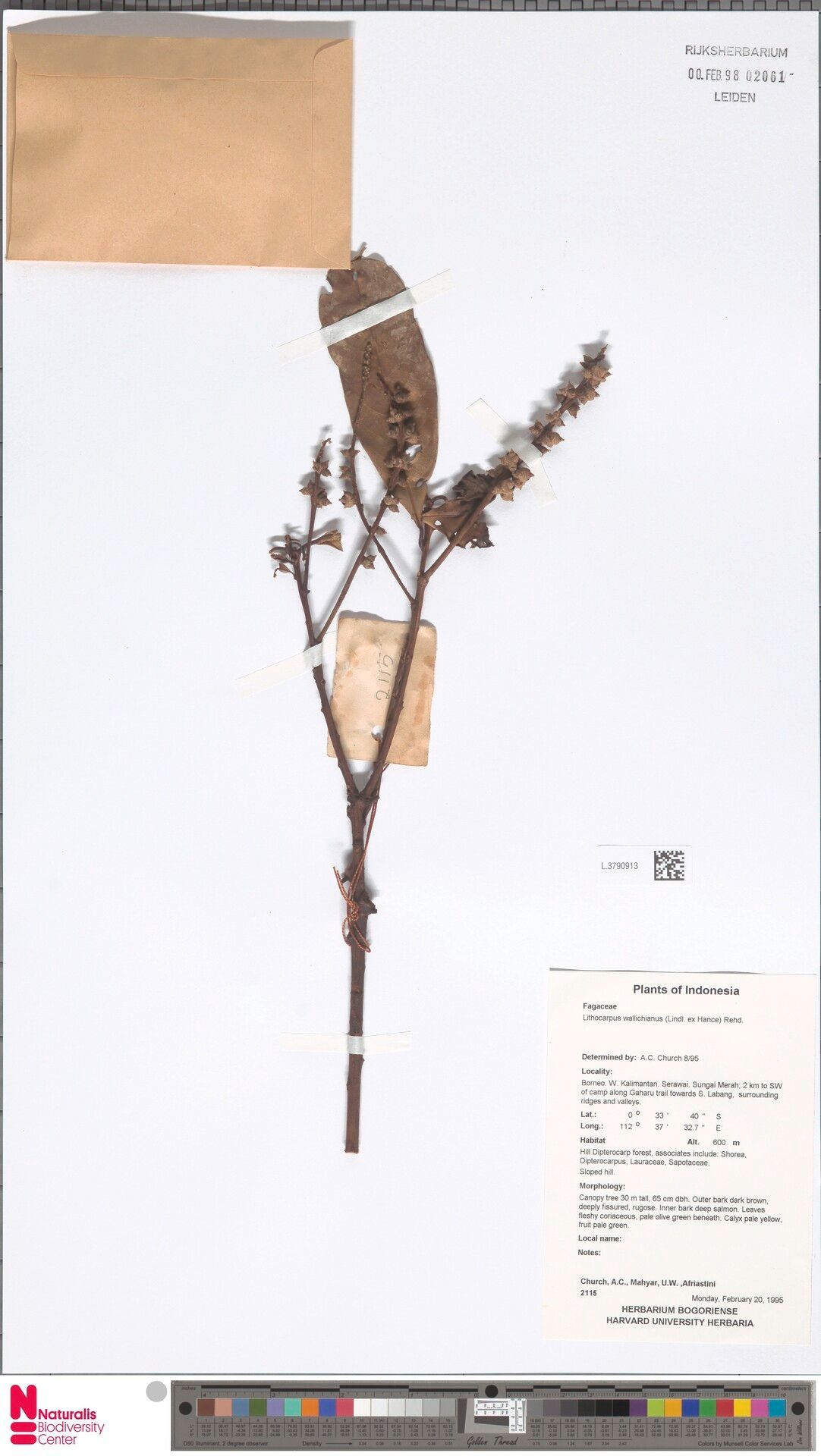 Lithocarpus wallichianus — houseplant care guide