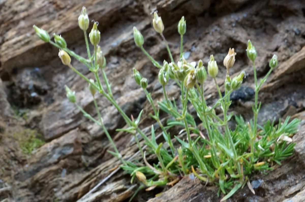 Minuartia mucronata leaf