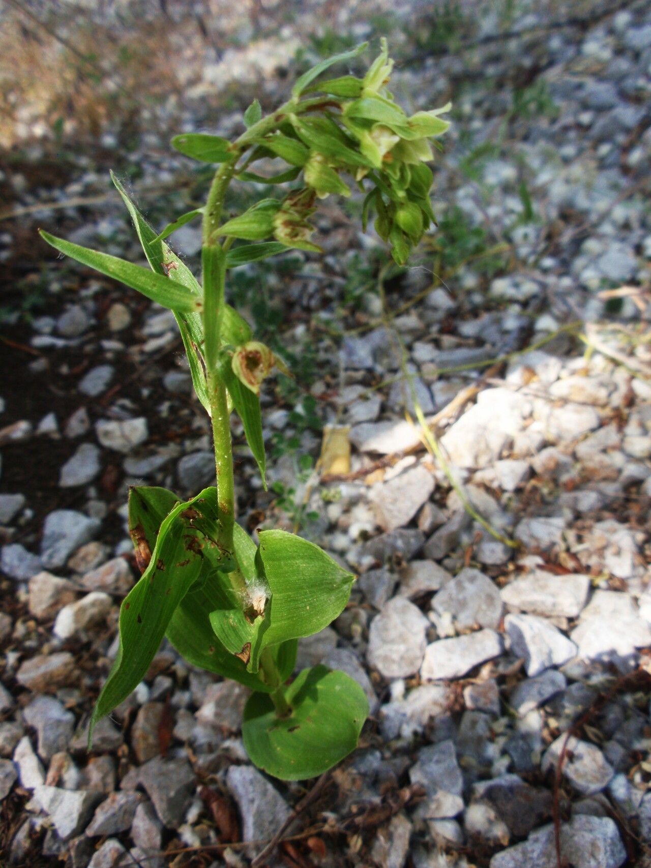 Epipactis distans habit