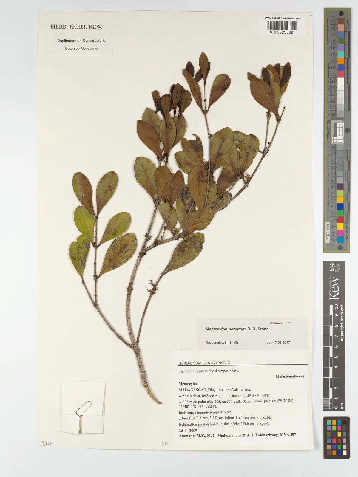 Memecylon perditum — houseplant care guide