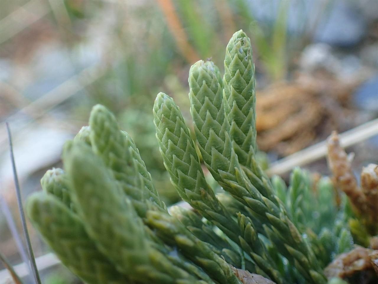Lycopodium alpinum