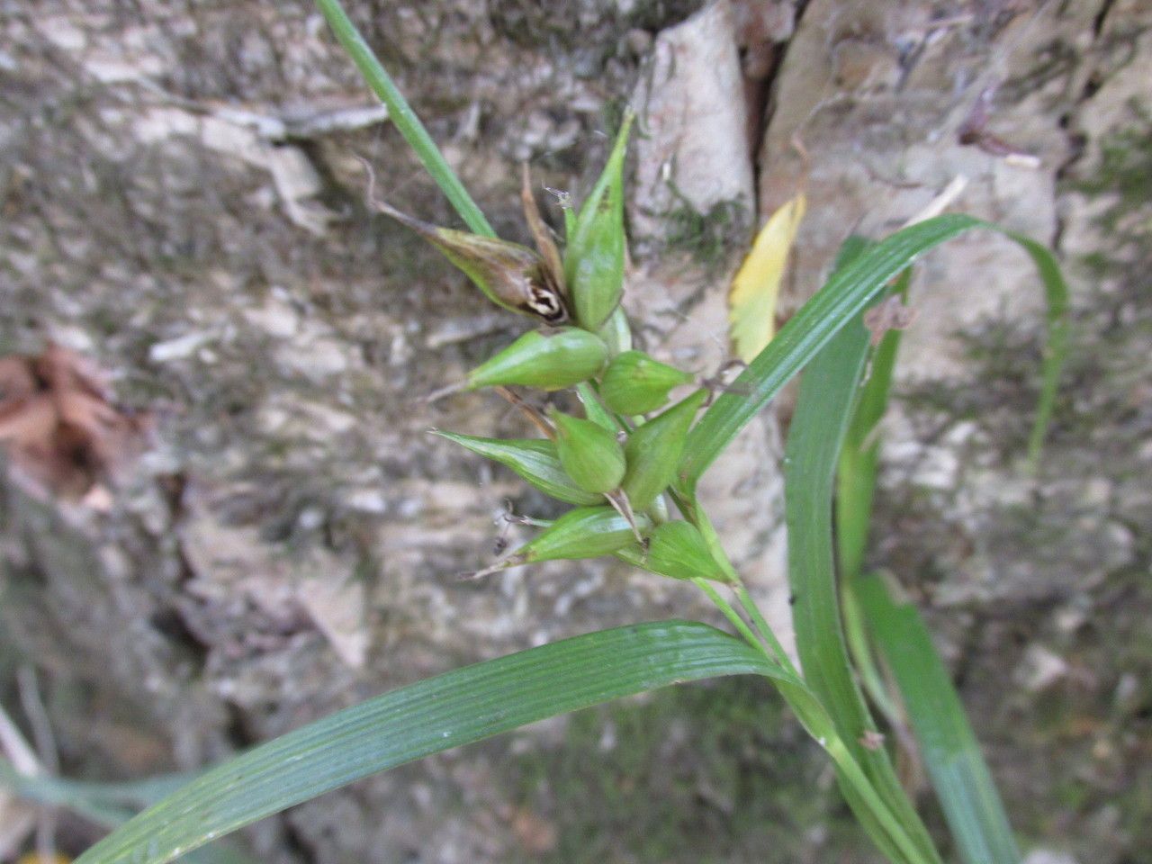 Carex folliculata fruit