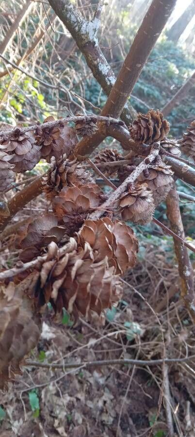 Larix kaempferi fruit