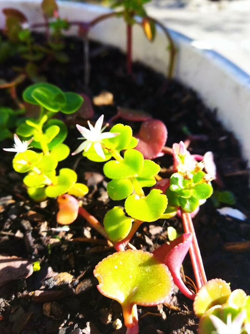 Crassula spathulata leaf