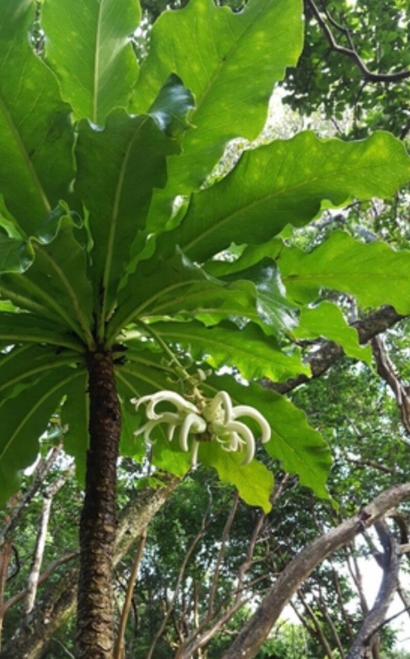 Anthocleista grandiflora — search result for 'Central Africa'