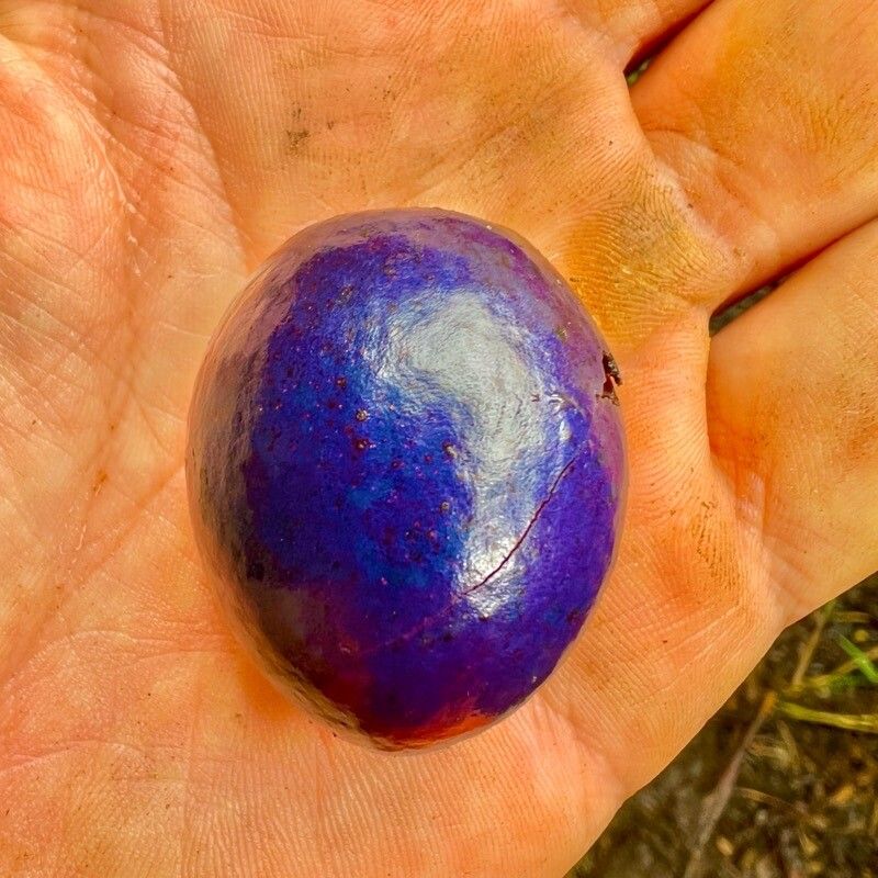 Sleumerodendron austrocaledonicum fruit