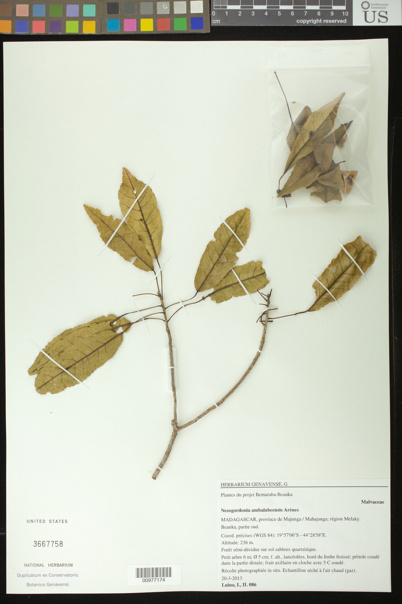 Nesogordonia ambalabeensis — related species from the same genus