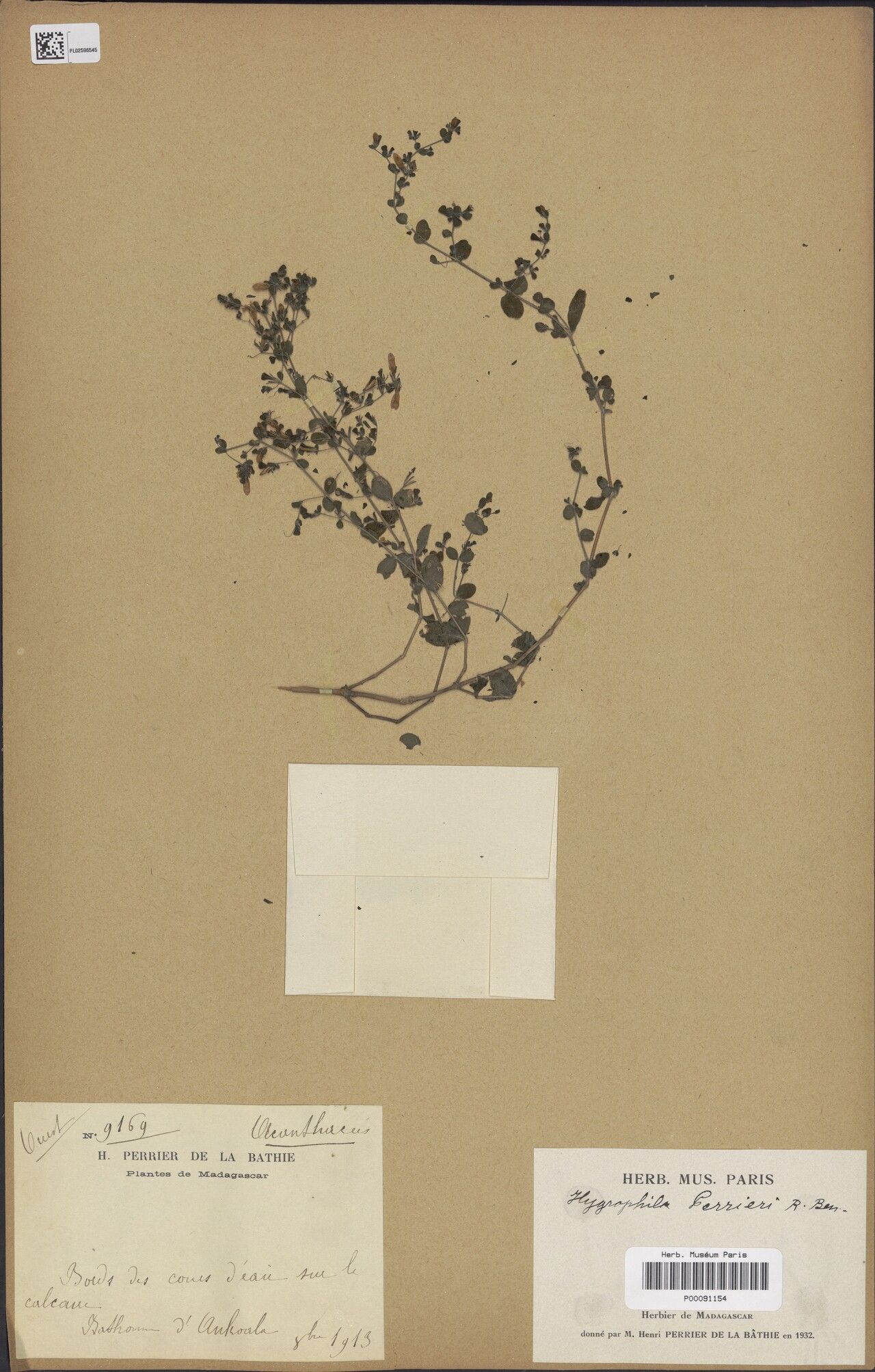 Hygrophila perrieri — search result for 'Hygrophila'