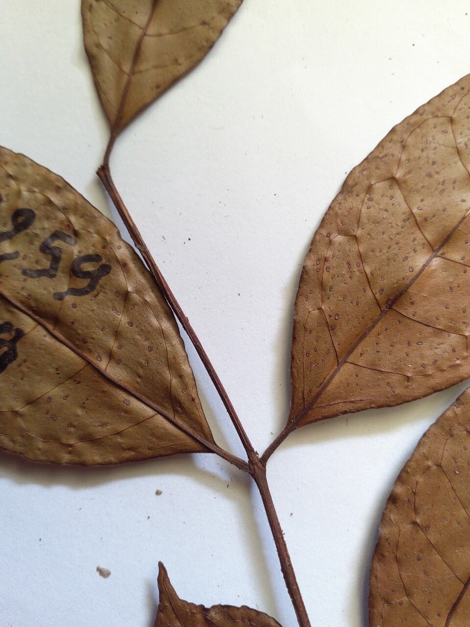 Vismia ramuliflora leaf