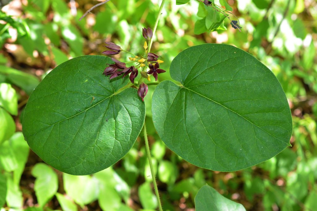 Matelea edwardsensis leaf