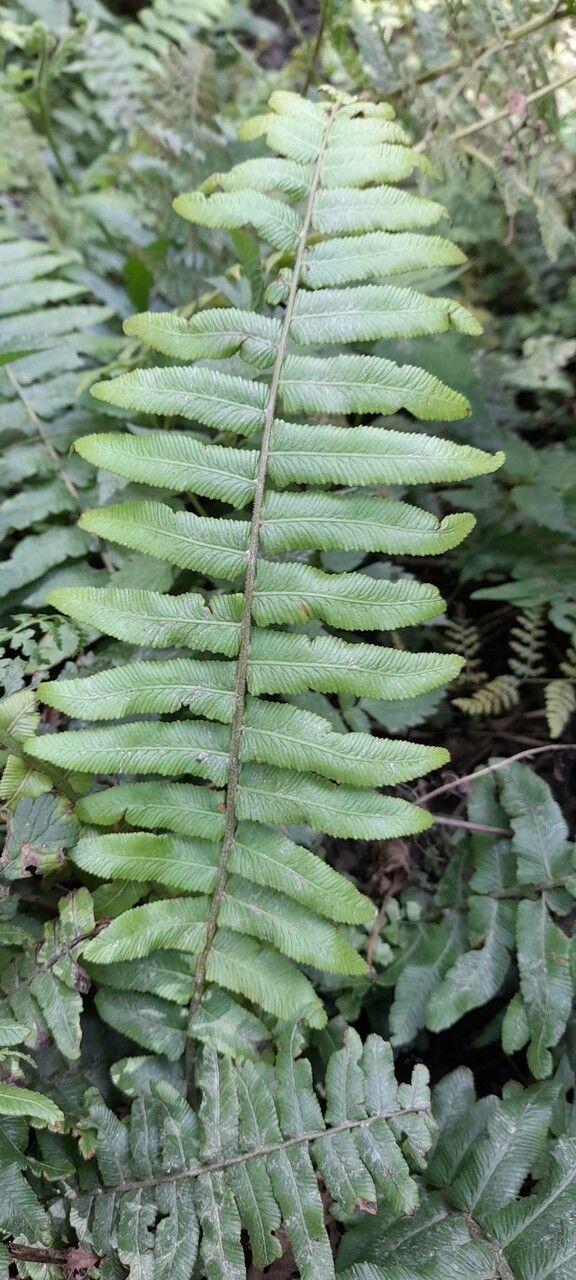 Blechnum occidentale leaf