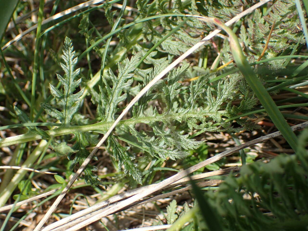 Pedicularis comosa leaf