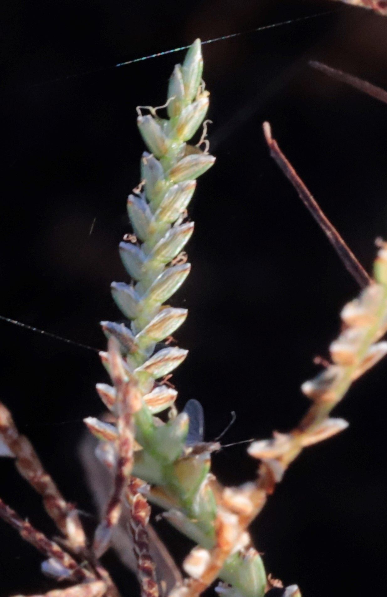 Cyperus macrostachyos flower