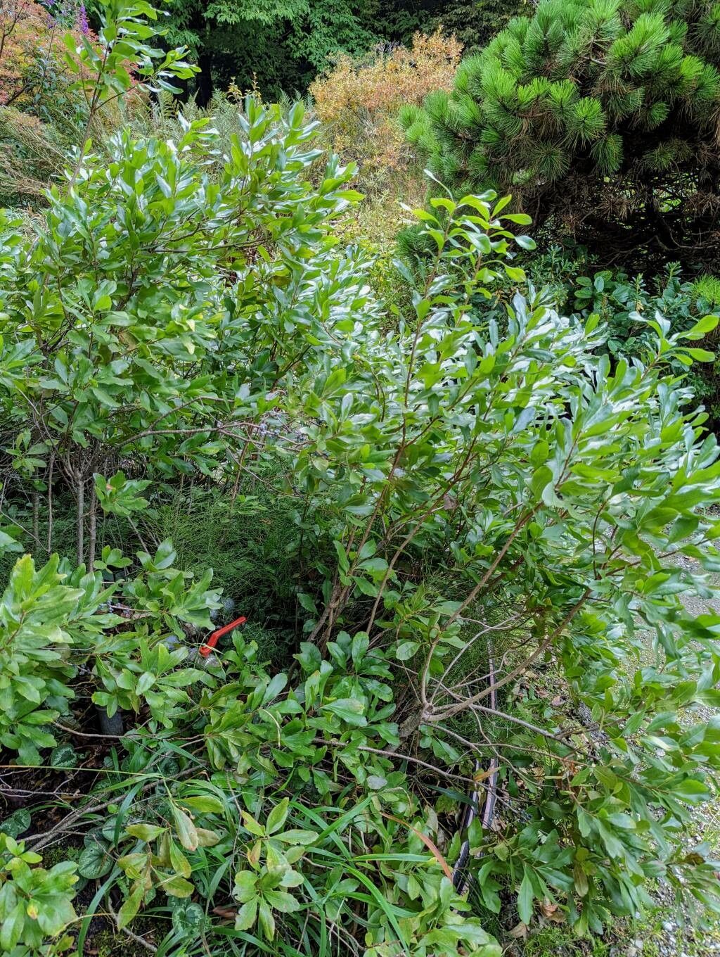 Myrica caroliniensis habit