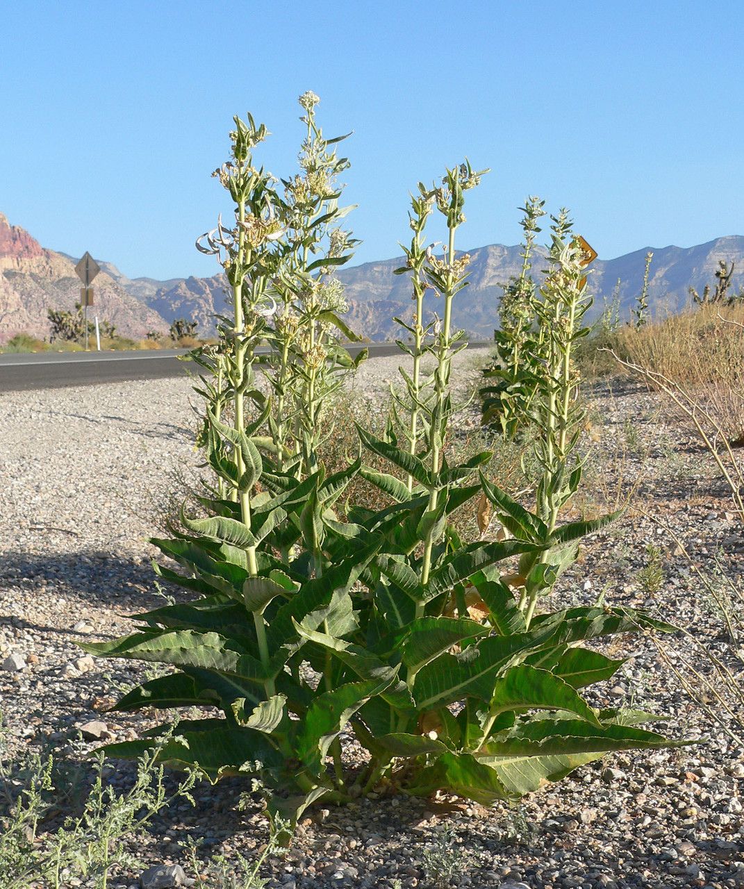 Asclepias erosa habit