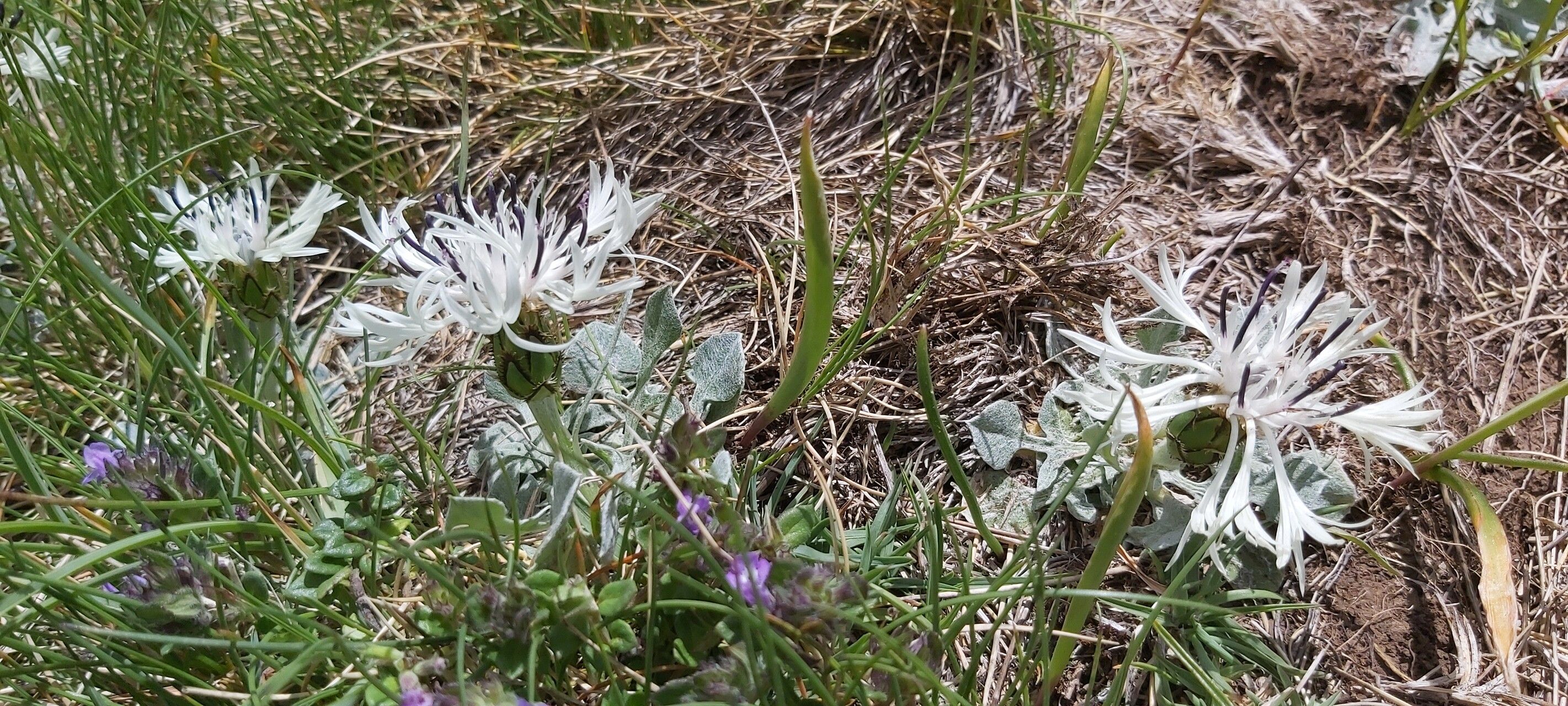 Centaurea pindicola flower