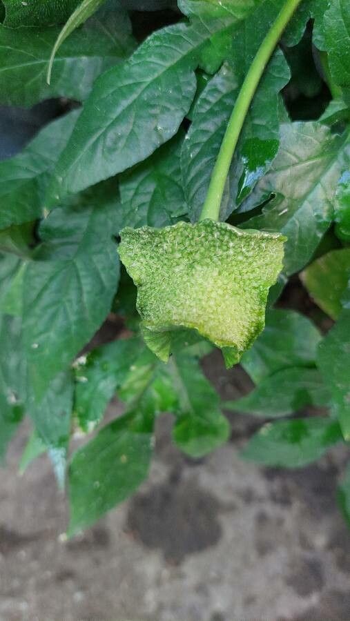 Dorstenia contrajerva fruit