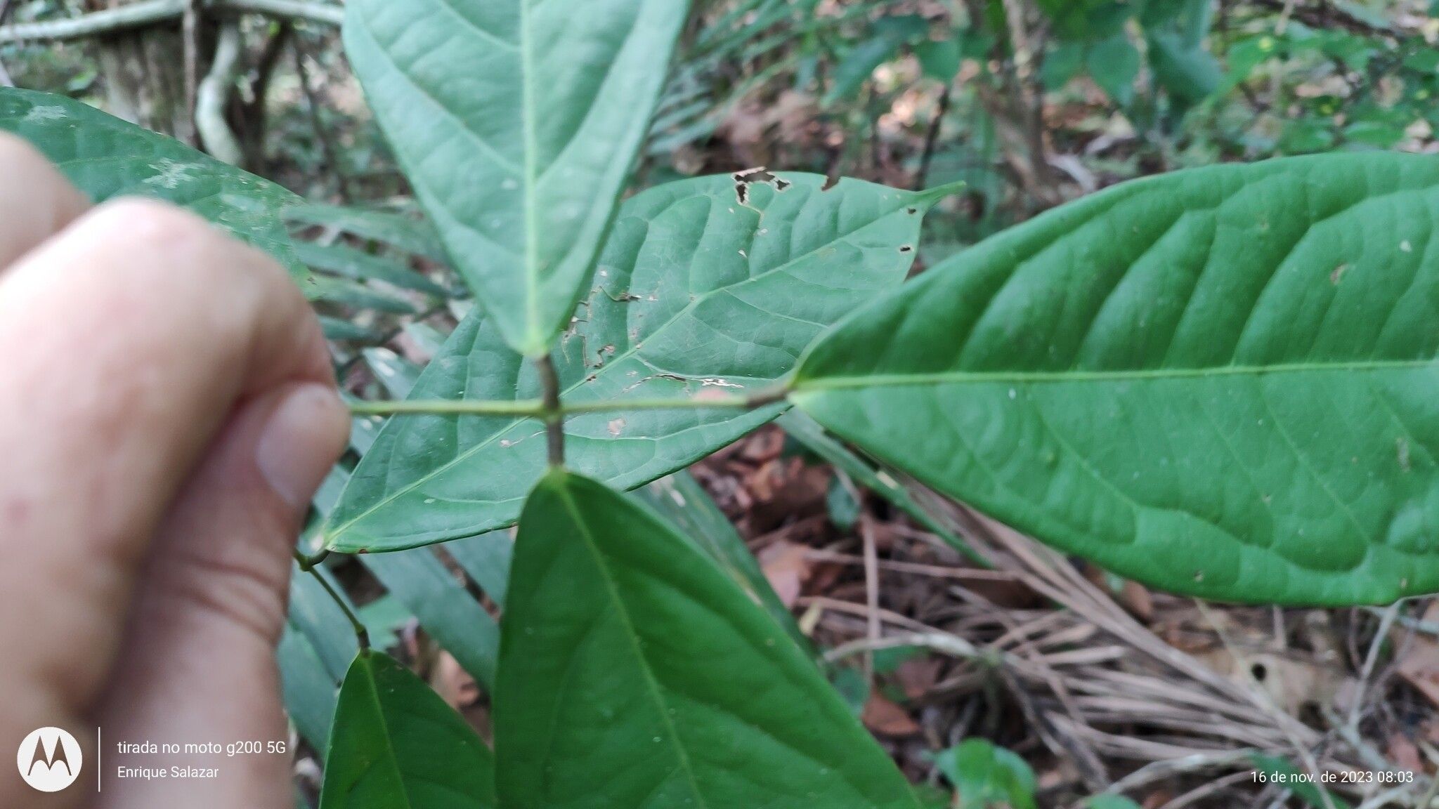 Connarus ruber — houseplant care guide