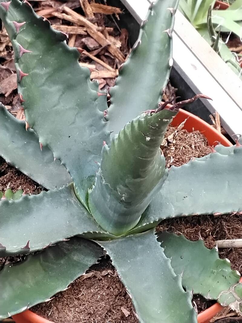 Agave gentryi — houseplant care guide