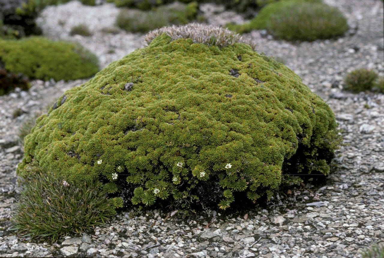 Donatia fascicularis habit