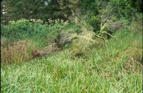 Carex harfordii habit