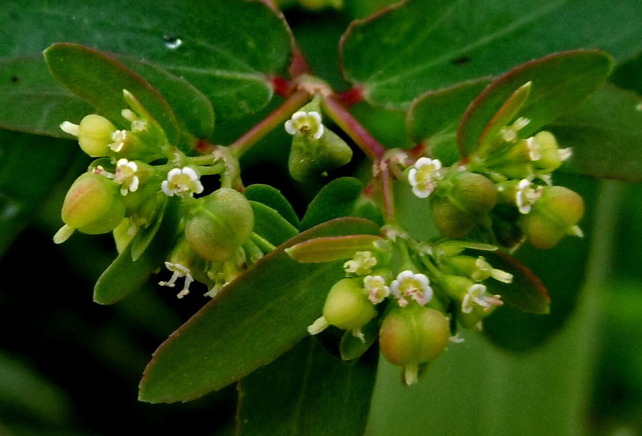 Euphorbia hyssopifolia flower