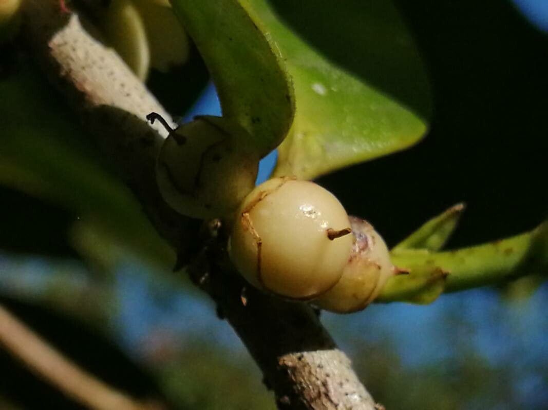 Diospyros areolata fruit