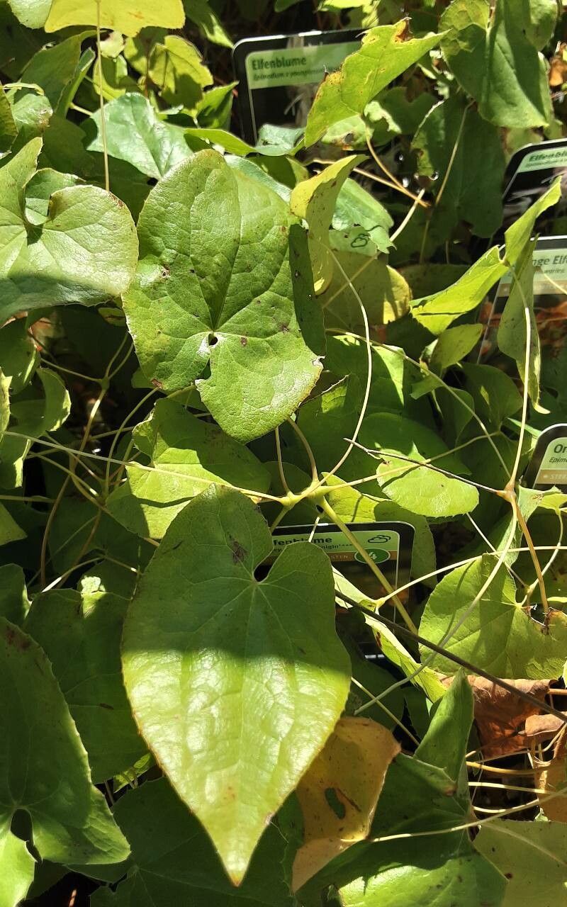 Epimedium × warleyense — houseplant care guide
