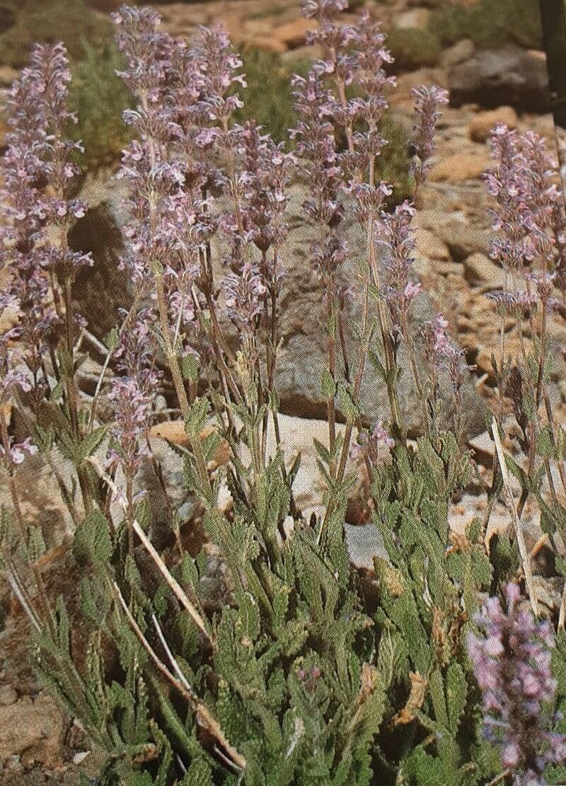Nepeta teydea habit