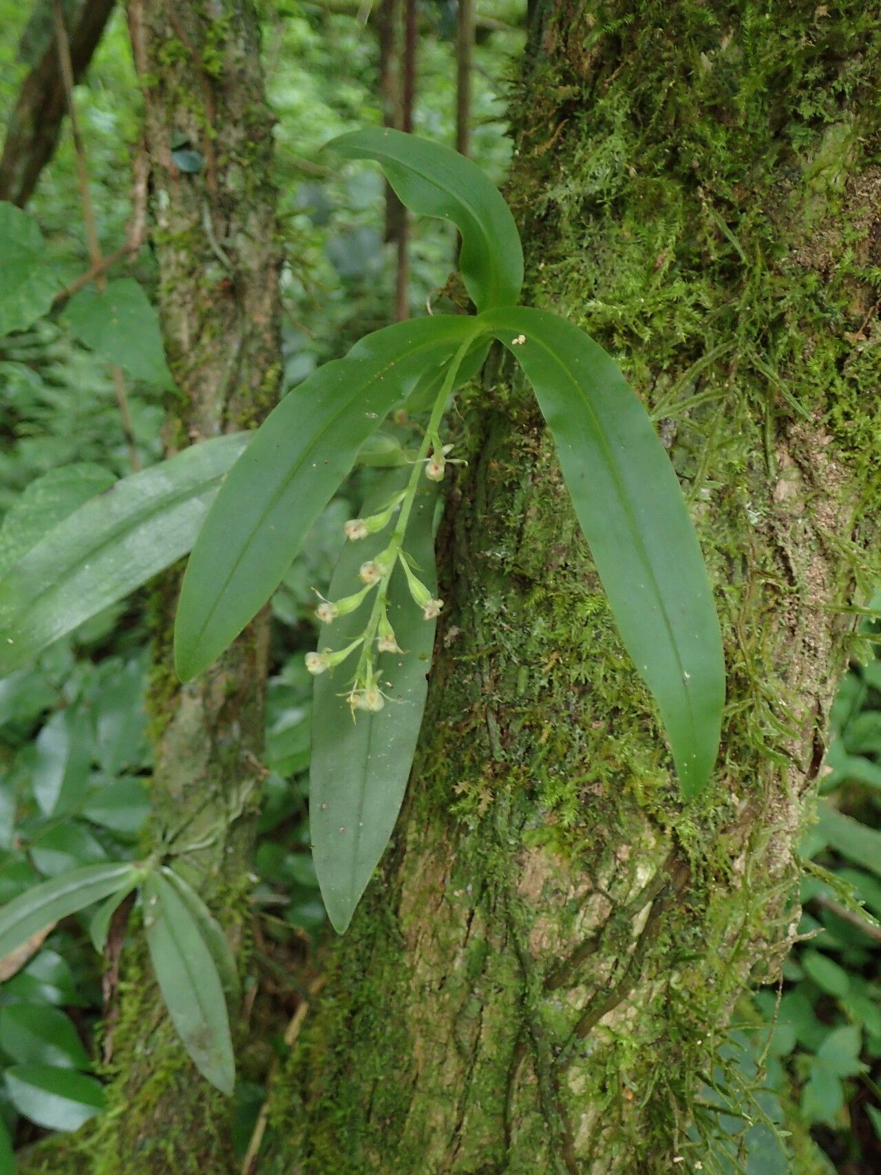 Liparis suborbicularis habit