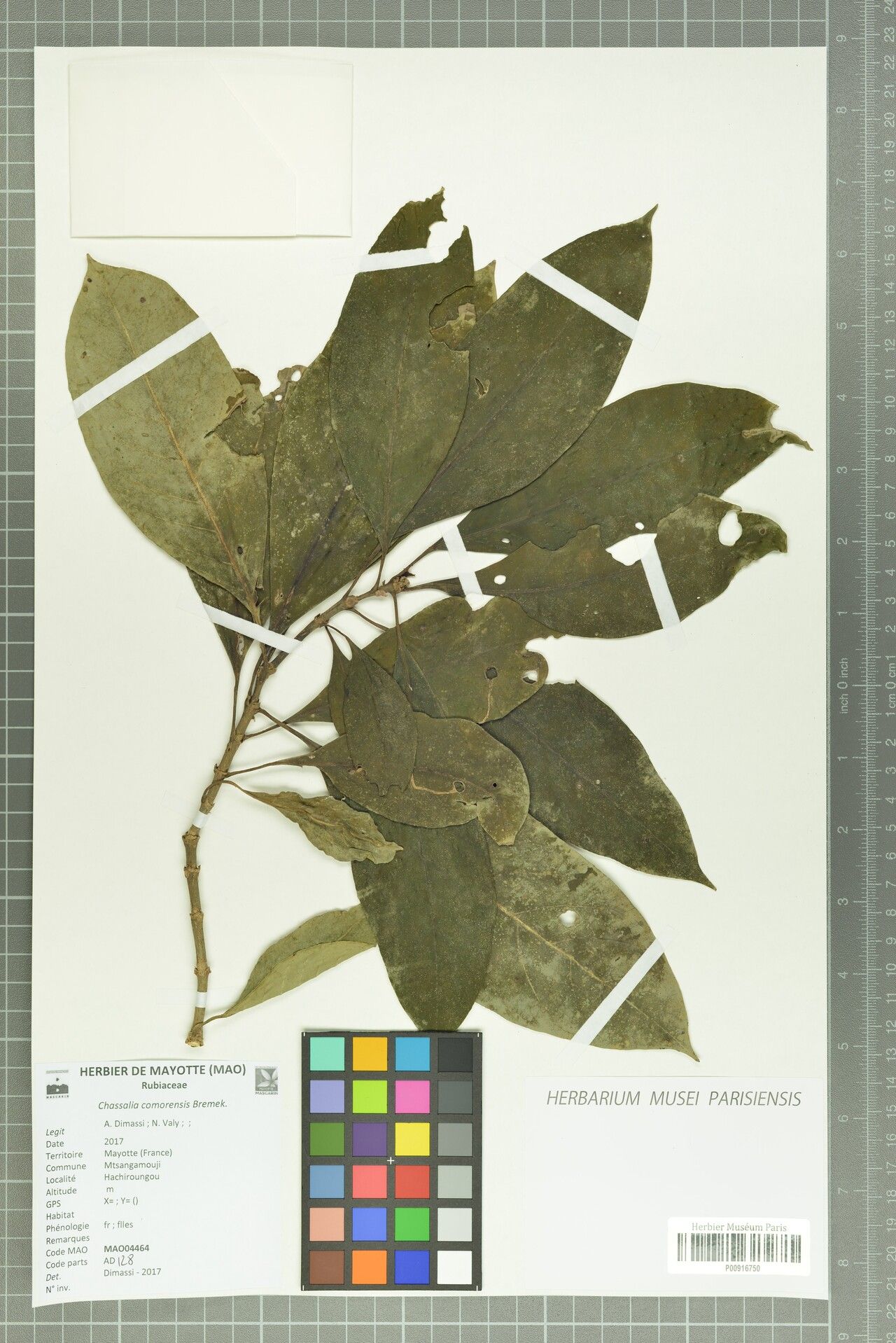 Chassalia comorensis — houseplant care guide