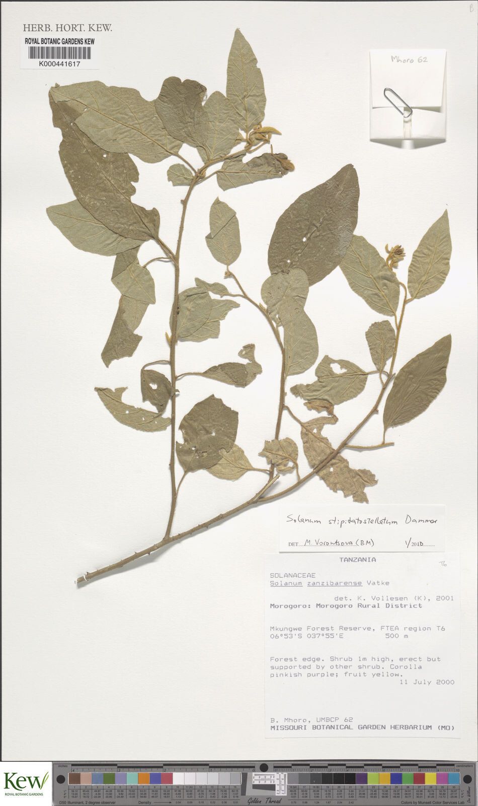 Solanum stipitatostellatum — houseplant care guide