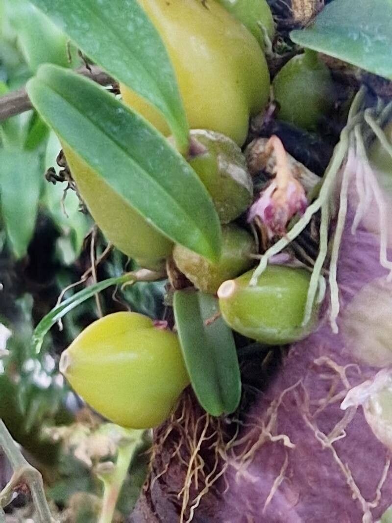 Bulbophyllum lilacinum — houseplant care guide