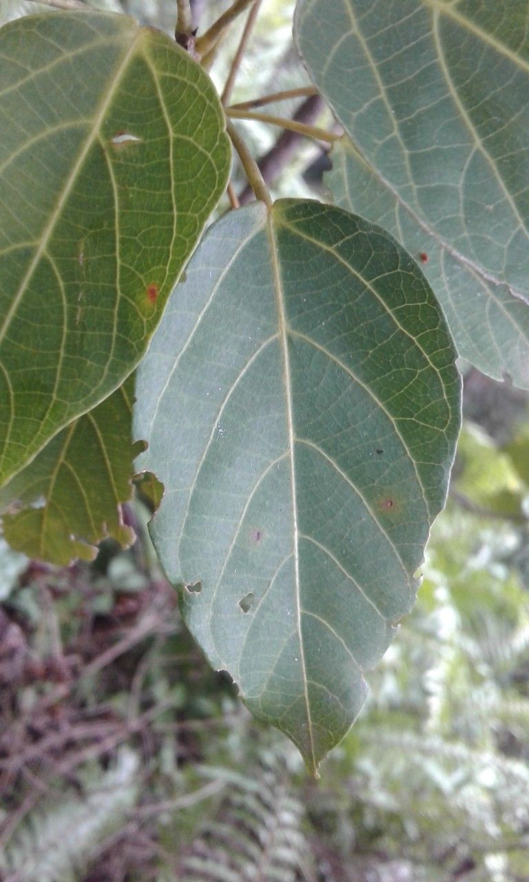 Macaranga boutonioides leaf