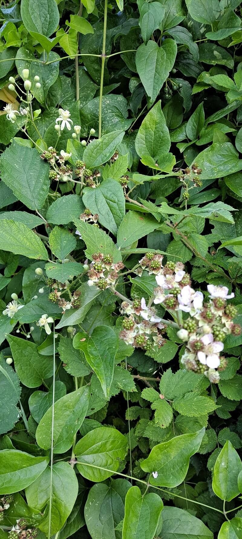 Rubus foliosus fruit