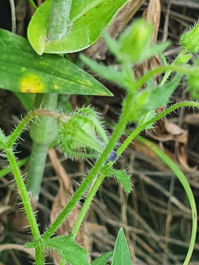 Campanula keniensis fruit