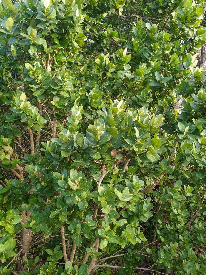 Syzygium cordatum leaf